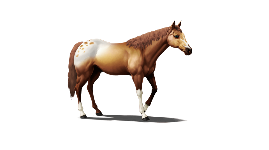 WIN NFT HORSE
