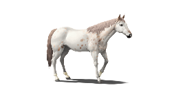 WIN NFT HORSE